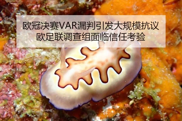 欧冠决赛VAR漏判引发大规模抗议 欧足联调查组面临信任考验